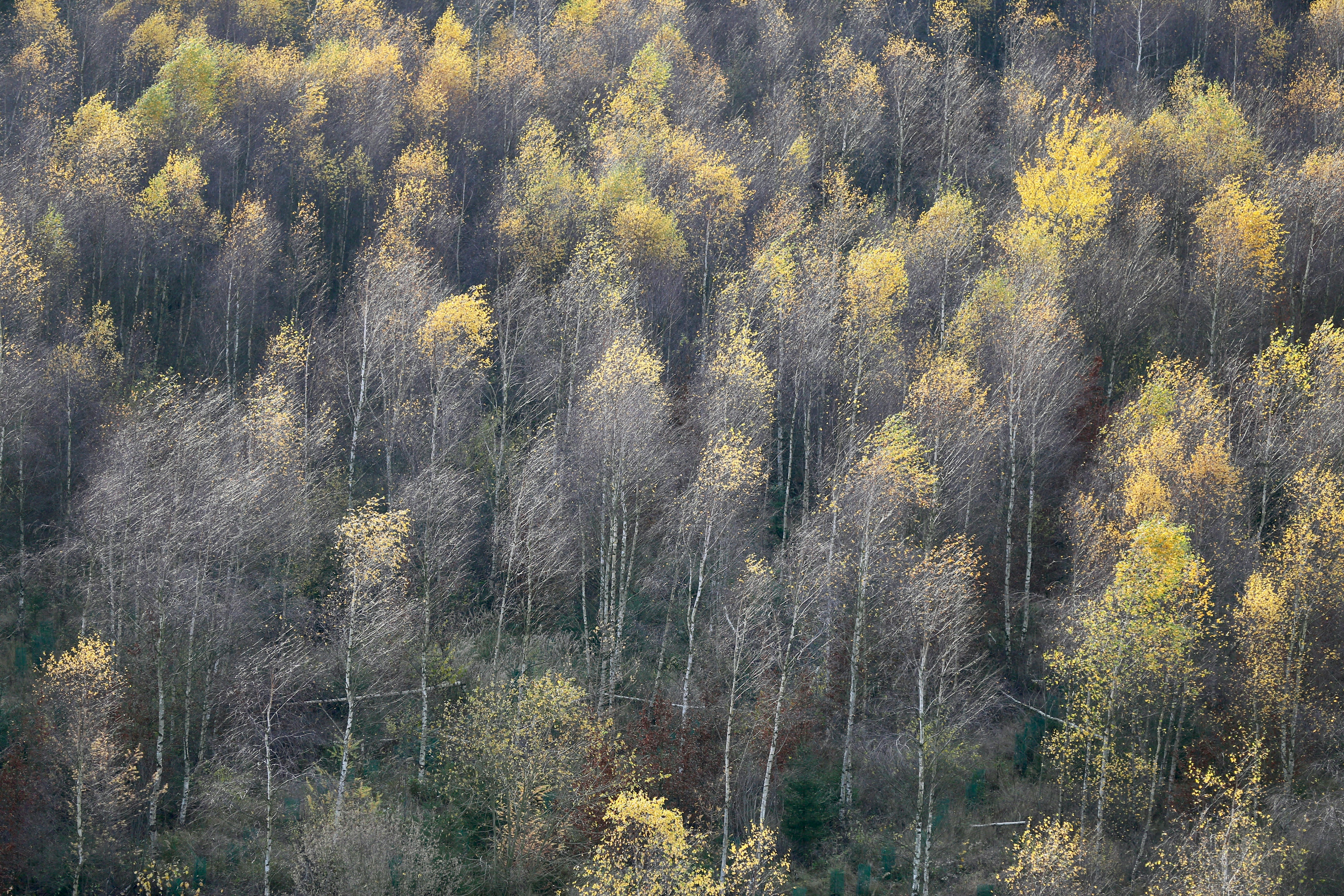 yellow and green trees during daytime